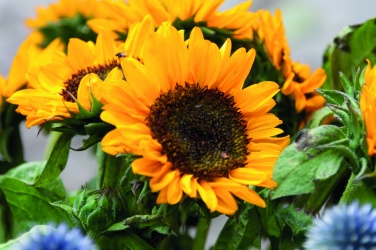 Logotrade business gift image of: Sunflower seeds in envelope