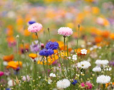 Logotrade advertising products photo of: A5 wildflower seed paper sheet