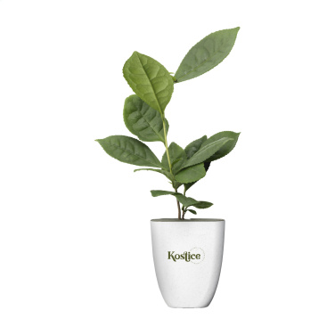 Logotrade promotional items photo of: Treemore Letterbox Trees Tea plant