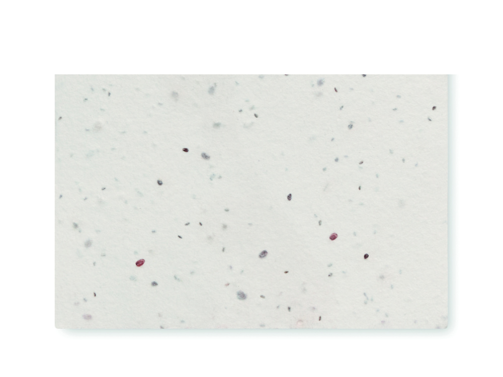 Logotrade advertising product picture of: Wildflower seed business card.