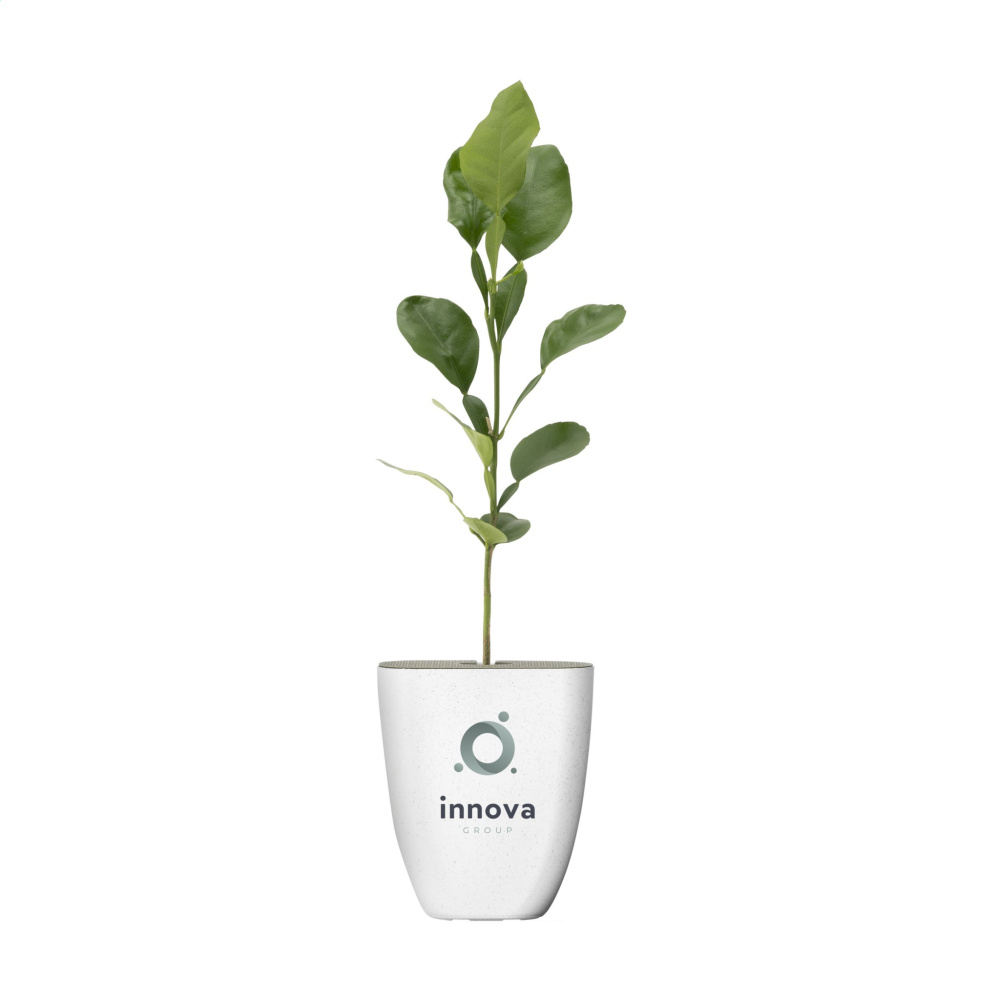 Logo trade firmakingituse pilt: Treemore Letterbox Trees Kaffir Lemon