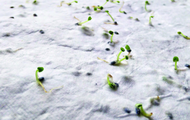 Logotrade firminės dovanos nuotrauka: Laukinių gėlių sėklų vizitinė kortelė.